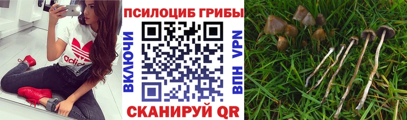 Псилоцибиновые грибы прущие грибы  Купить  Полысаево 